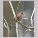 Troglodytes troglodytes - Zaunkoenig 01.jpg